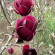 Magnolia Black Tulip C10